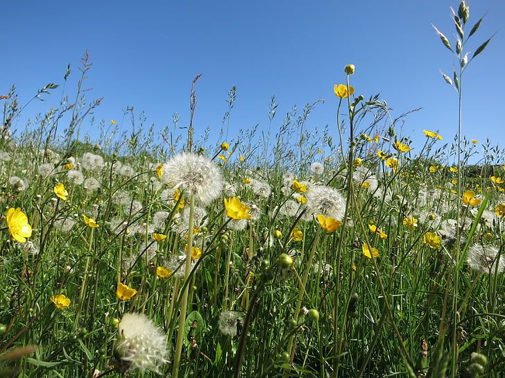 A community of diverse plants in a field including dandelions, buttercups, and grasses.
