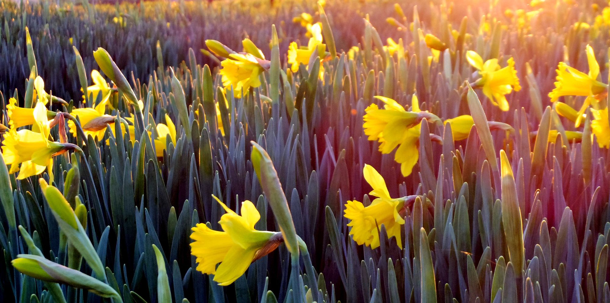 Daffodils in the sunshine