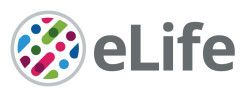 eLife logo