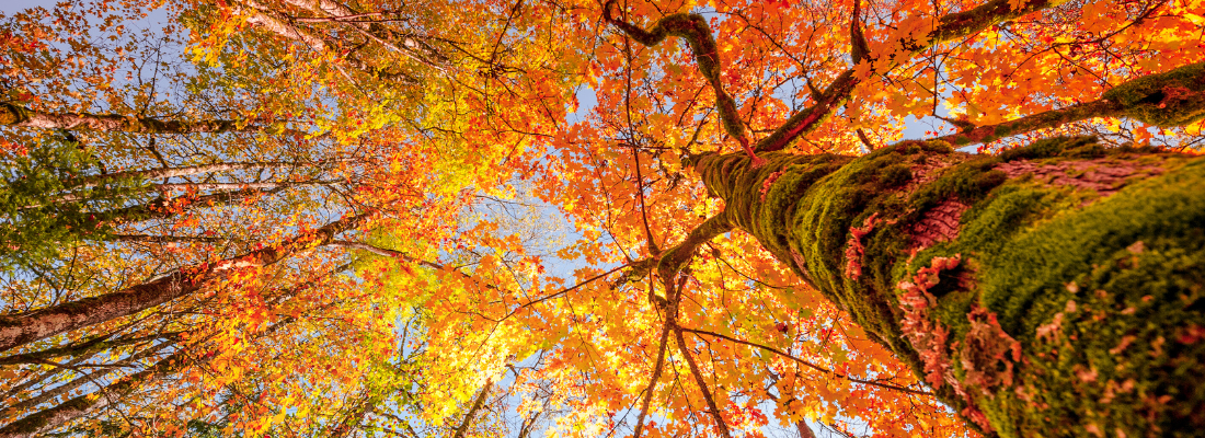 A photo of an autumnal tree taken from below with yellow and orange leaves