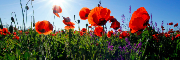 Red poppies under morning sun in România, Comuna Șoarș, Romania by corina ardeleanu