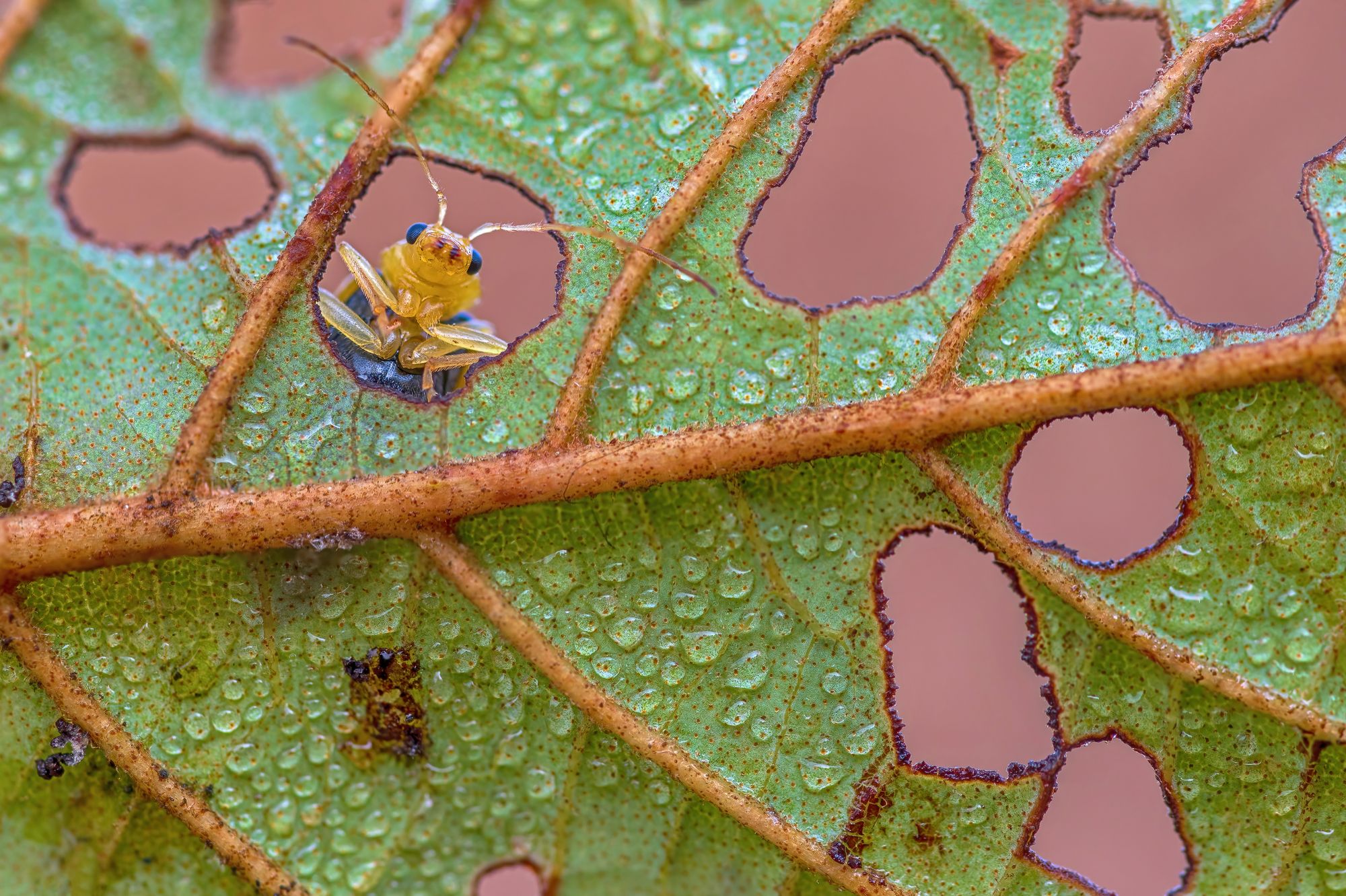 A leaf beetle (Aulacophora indica) (family Chrysomelidae, subfamily Galerucinae) looking out from a hole in an Alnus nepalensis leaf. Adult leaf beetles make holes in host plant leaves while feeding. They camouflage themselves with these holes. Location: Chitwan National Park, Nepal.